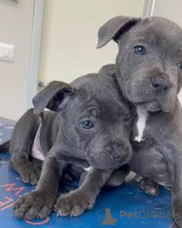 Фото №1. стаффордширский бультерьер - купить в Belfast за 83398₽. Объявление №166109