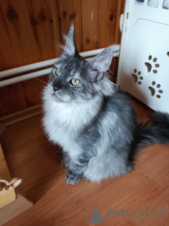 Фото №3. Котенок Кот Мейнкун Полидакт. Россия