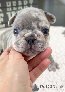 Фото №2 к объявлению №138249 о продаже французского бульдога - купить в США частное объявление, заводчик