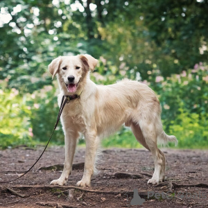 Фото №3. Ищет дом чудесный пес Арни..  Россия
