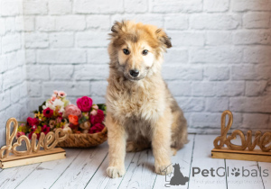 Фото №3. Нежный мальчик Балу ищет свою семью!.  Россия