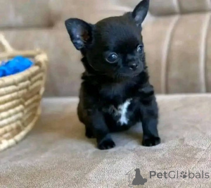 Фото №2 к объявлению №138791 о продаже  - купить в США 