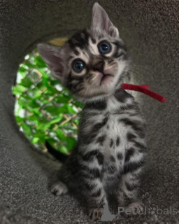 Фото №3. Chonons Bengal Lélégance Sauvage à portée de main. Франция