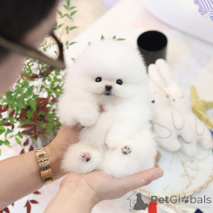 Фото №3. Сладкий Pomerania Puppy.  Великобритания