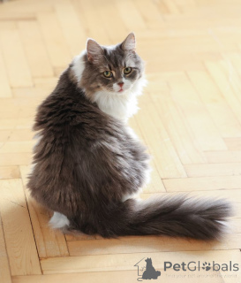 Фото №4. Продам  в Домодедово частное объявление - цена Бесплатно