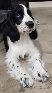 Фото №3. Английский кокер-спаниель продаю.  Беларусь