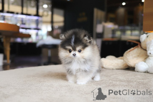 Фото №3. Дом декана Джанет Кей.  США