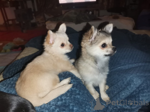 Фото №3. Чихуахуа мальчик.  Германия