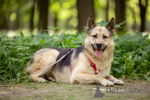 Фото №2 к объявлению №149175 о продаже беспородную - купить в России частное объявление