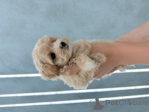 Фото №4. Продажа мальтипу в Харькове заводчик - цена 73336₽