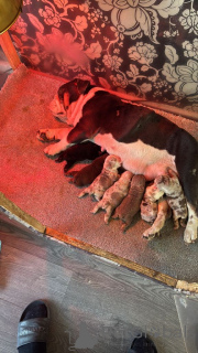 Фото №4. Продажа английского бульдога в Брюсселе из питомника - цена 27830₽