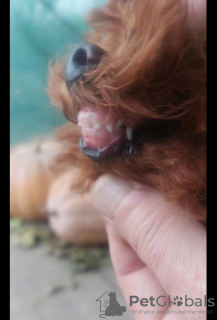 Фото №4. Продажа пуделя (той) в Ужгород частное объявление, из питомника, заводчик - цена 130599₽