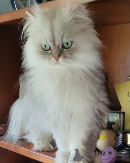 Фото №1. персидская - купить в Бонна за 69575₽. Объявление №162968