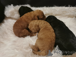 Дополнительные фото: миниатюрный пудель милые щенки