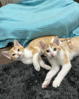 Фото №1. беспородная - купить в Мюнхене за 55660₽. Объявление №150629