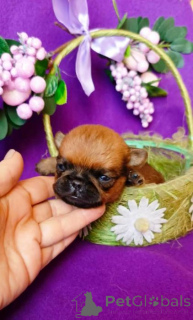 Фото №2 к объявлению №165853 о продаже пти-брабансона - купить в России частное объявление