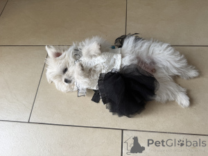 Фото №3. Сладкие собаки на продажу.  Германия