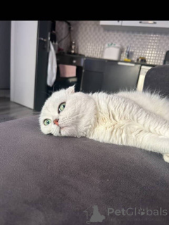 Фото №3. Игривая, но уравновешенная Поппи комочек любви, завернутый в мягкий мех и нежно. Франция