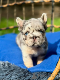 Фото №1. беспородная - купить в Хельсинки за 46384₽. Объявление №164996