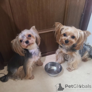 Фото №4. Продажа йоркширского терьера в Берлине частное объявление - цена 34060₽