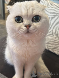 Фото №1. британская короткошёрстная - купить в Aix-en-Provence за 51022₽. Объявление №157770