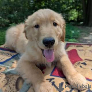 Фото №4. Продажа золотистого ретривера в Alice Springs заводчик - цена договорная