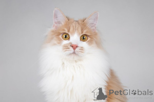 Фото №4. Продам  в Москва частное объявление - цена Бесплатно