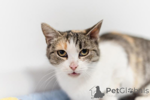 Фото №2 к объявлению №159363 о продаже  - купить в России из приюта