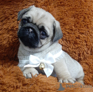 Фото №4. Продажа мопса в Днипро из питомника, заводчик - цена 44934₽