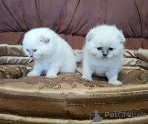 Фото №1. шотландская (скоттиш страйт) - купить в Алматы за 8987₽. Объявление №160617