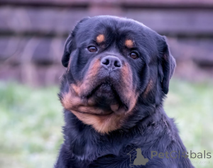 Фото №3. Щенки ротвейлера 5-го поколения.  Болгария