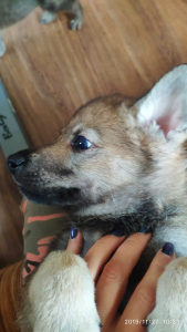 Фото №2 к объявлению №4056 о продаже чехословацкую волчью собаку - купить в России заводчик