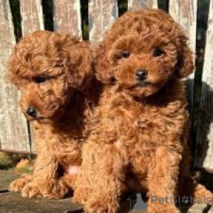 Фото №3. Очаровательные chiots caniches à vendre.  Франция