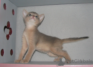 Фото №3. Абиссинский котенок голубого окраса. Беларусь