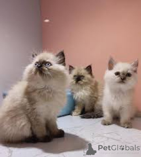 Фото №1. гималайская кошка - купить в Брюсселе за 46384₽. Объявление №166622