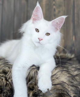 Фото №1. мейн-кун - купить в Баден-Бадене за 91839₽. Объявление №163468