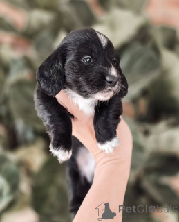 Фото №2 к объявлению №155450 о продаже таксу - купить в Норвегии частное объявление