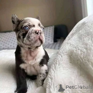 Фото №1.  - купить в Больцано за Бесплатно. Объявление №163569