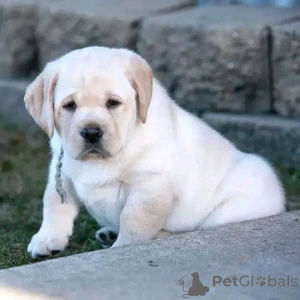 Фото №1.  - купить в Андерлю за договорная. Объявление №162427