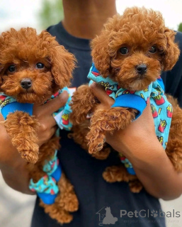 Фото №2 к объявлению №161890 о продаже пуделя (карликового) - купить в Австрии частное объявление, заводчик