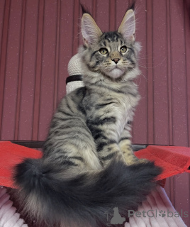 Фото №1. мейн-кун - купить в Эелс за 88129₽. Объявление №161402