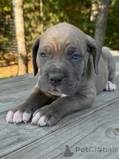 Фото №2 к объявлению №161247 о продаже кане-корсо - купить в Нидерландах заводчик