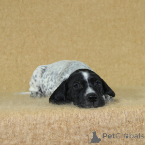 Фото №4. Продажа беспородную в Реймсе заводчик - цена 88129₽