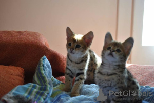 Дополнительные фото: котята каракат и саванна