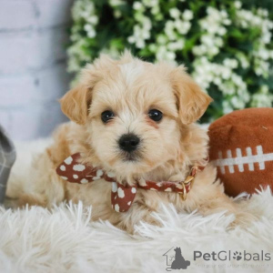 Фото №1. мальтипу - купить в Гамбург за 83490₽. Объявление №149565