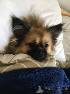 Фото №2 к объявлению №141365 о продаже мальтийскую болонку, померанского шпица - купить в Объединенных Арабских Эмиратах частное объявление