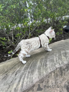 Фото №1. бенгальская - купить в Брэдфорд за договорная. Объявление №155413