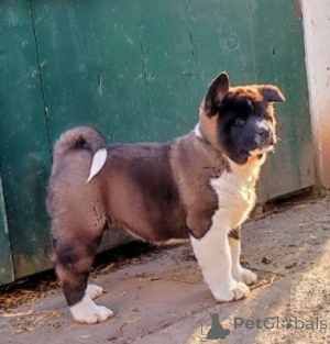 Фото №2 к объявлению №138548 о продаже американскую акиту - купить в Сербии 