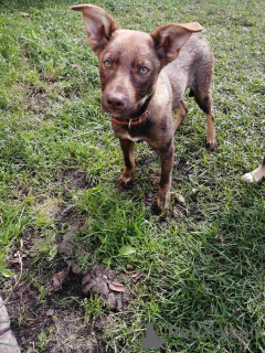 Фото №1. беспородная - купить в Минске за Бесплатно. Объявление №164578