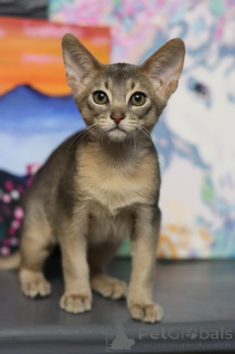 Фото №2 к объявлению №153745 о продаже абиссинская - купить в Беларуси из питомника